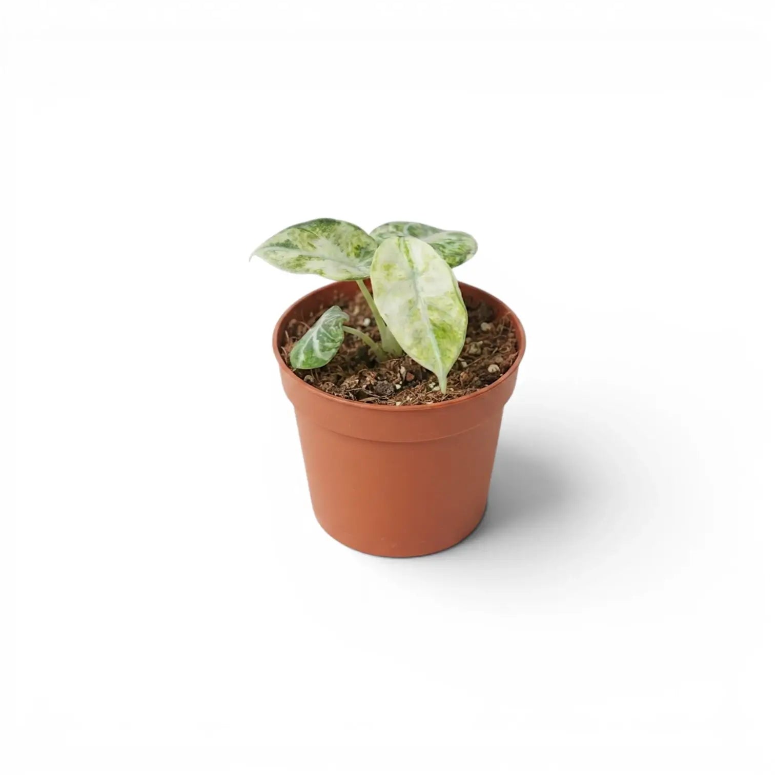 Alocasia reginula ‘Ninja Tricolor’ in a 9 cm pot, with pale cream-and-mint leaves above a terracotta nursery pot.