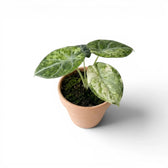 Jungpflanze von Alocasia Ninja Tricolor im Anzuchttopf vor weißem Hintergrund