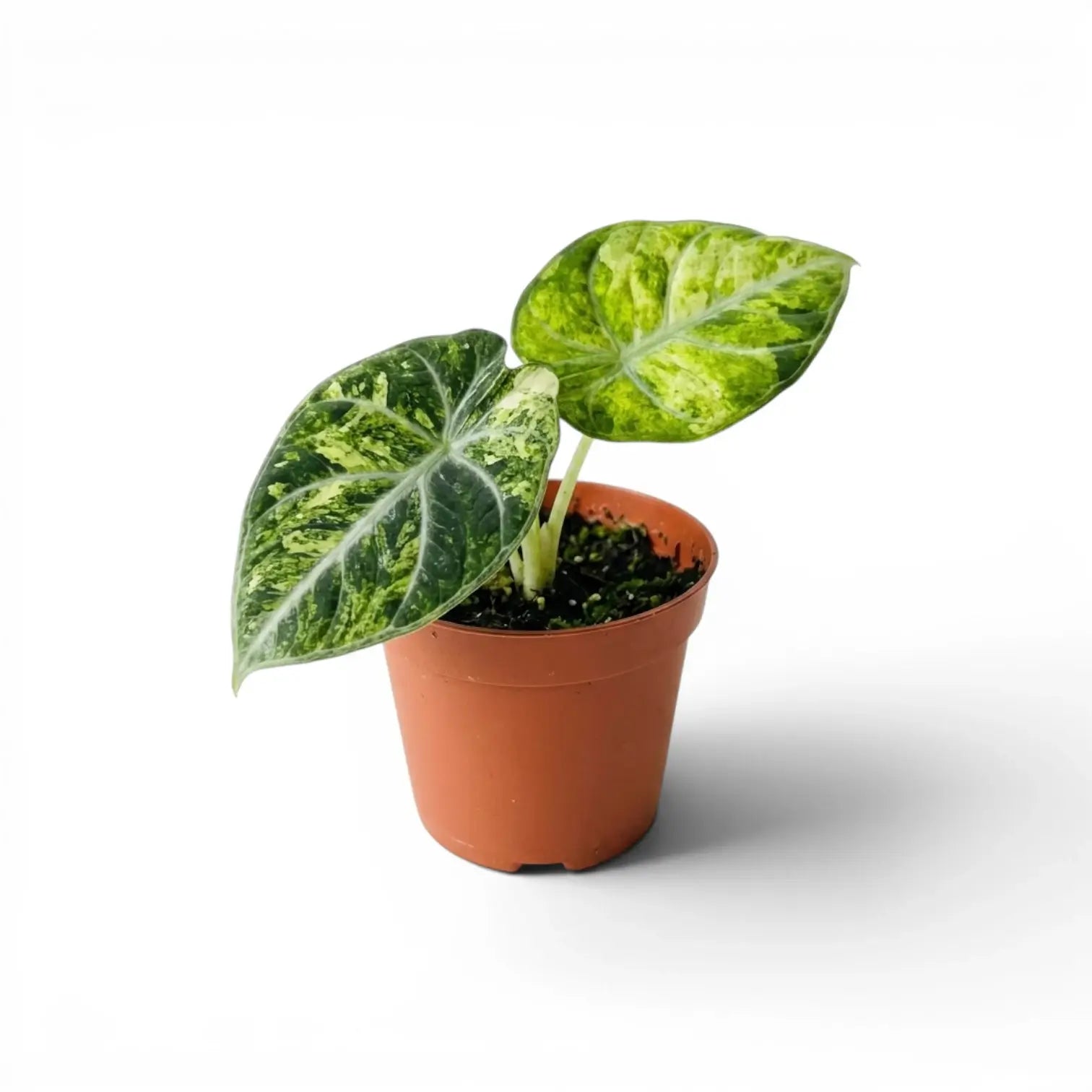 Jungpflanze von Alocasia Ninja Tricolor im Anzuchttopf vor weißem Hintergrund