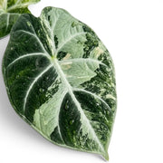 Nahaufnahme eines panaschierten Blatts von Alocasia Ninja Tricolor mit dunkelgrünen, weißen und blassgelben Partien vor weißem Hintergrund