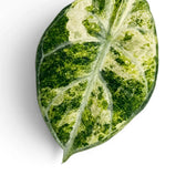 Nahaufnahme eines panaschierten Blatts von Alocasia Ninja Tricolor mit dunkelgrünen, weißen und blassgelben Partien vor weißem Hintergrund