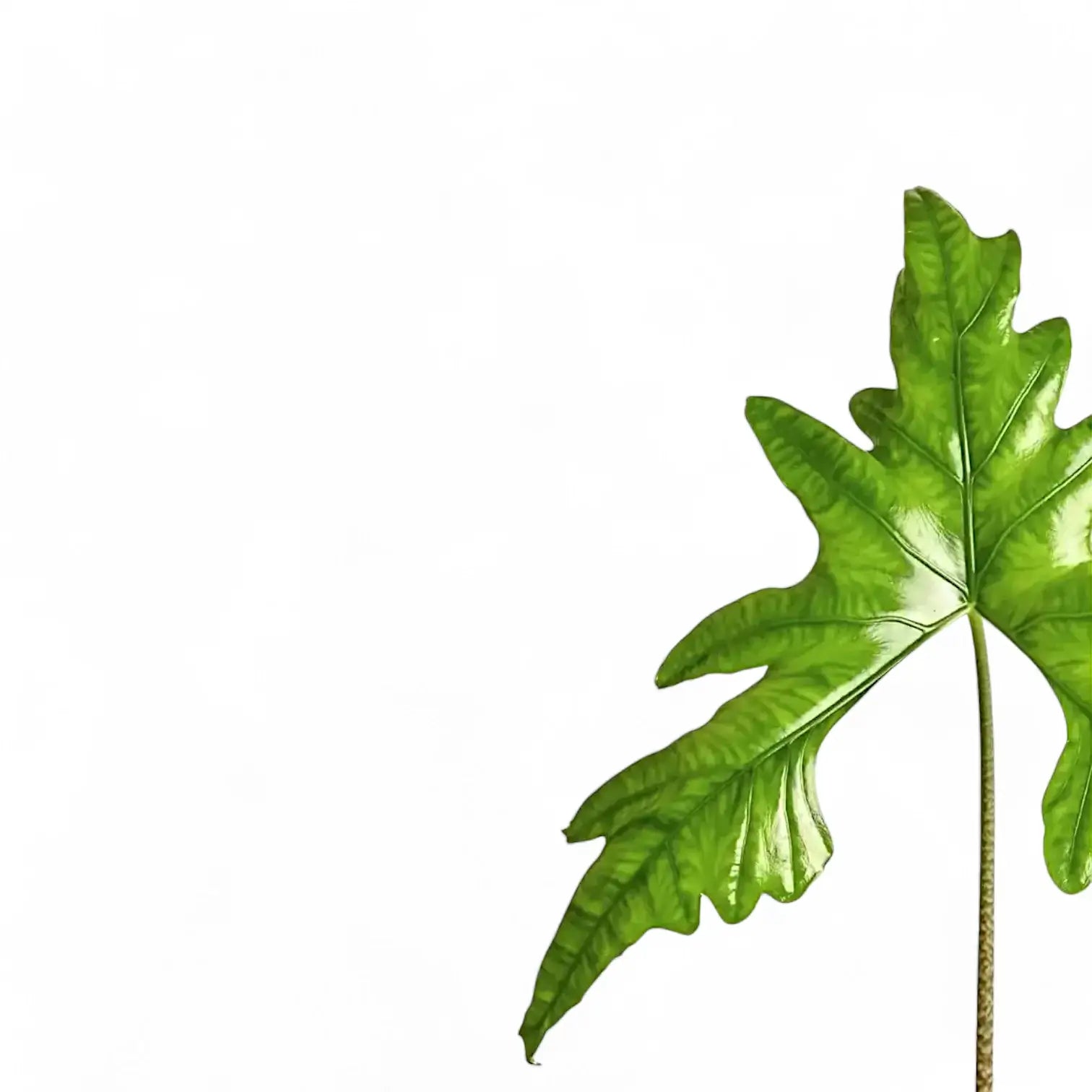 Alocasia nycteris 'Batwing' leaf detail on white background.
