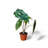 Alocasia nycteris 'Batwing' potted plant in nursery pot on white background.
