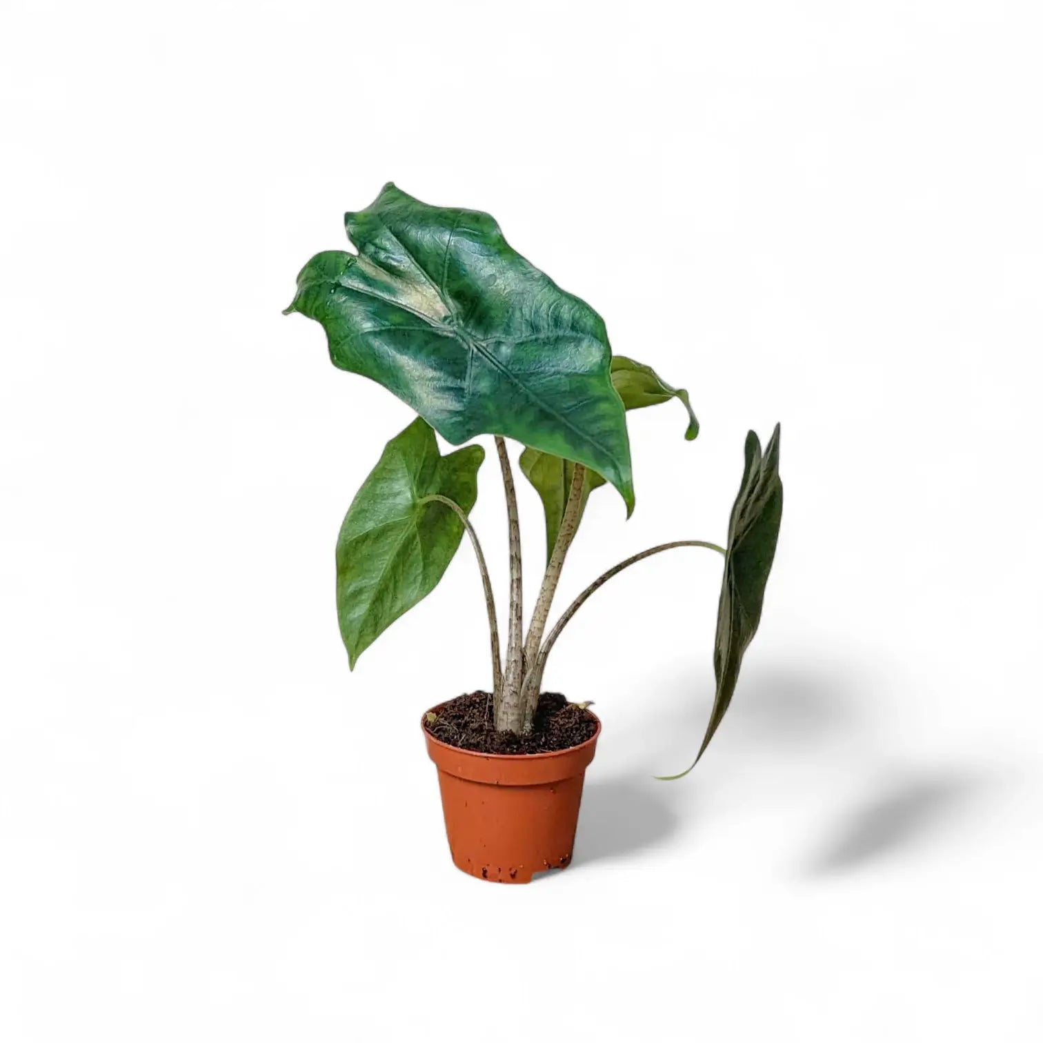 Alocasia nycteris 'Batwing' potted plant in nursery pot on white background.