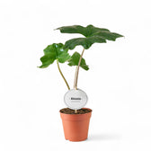 Alocasia nycteris 'Batwing' potted plant in nursery pot on white background.
