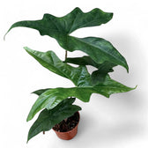 Alocasia nycteris 'Batwing' potted plant in nursery pot on white background.