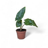 Alocasia nycteris 'Batwing' potted plant in nursery pot on white background.