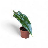 Alocasia nycteris 'Batwing' potted plant in nursery pot on white background.