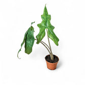 Alocasia nycteris 'Batwing' potted plant in nursery pot on white background.