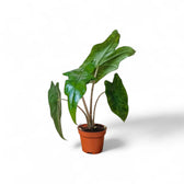 Alocasia nycteris 'Batwing' potted plant in nursery pot on white background.