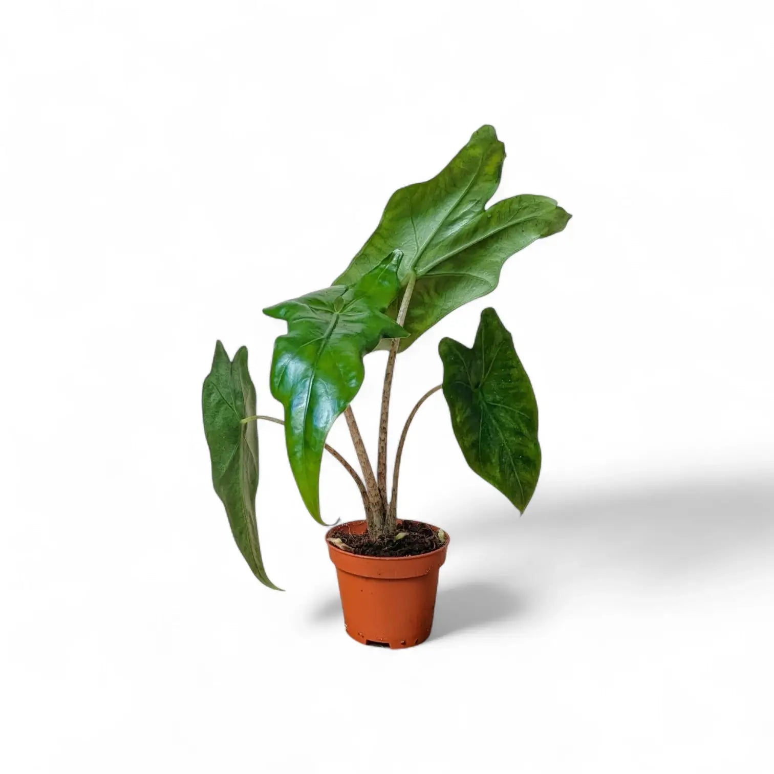 Alocasia nycteris 'Batwing' potted plant in nursery pot on white background.