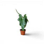 Junge Alocasia nycteris Batwing mit tief gelappten Blättern im Anzuchttopf vor weißem Hintergrund