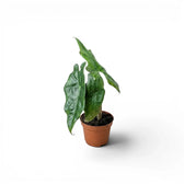 Jungpflanze von Alocasia nycteris Batwing mit tief gelappten Blättern im Anzuchttopf vor weißem Hintergrund