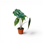 Jungpflanze von Alocasia nycteris Batwing mit tief gelappten Blättern im Anzuchttopf vor weißem Hintergrund