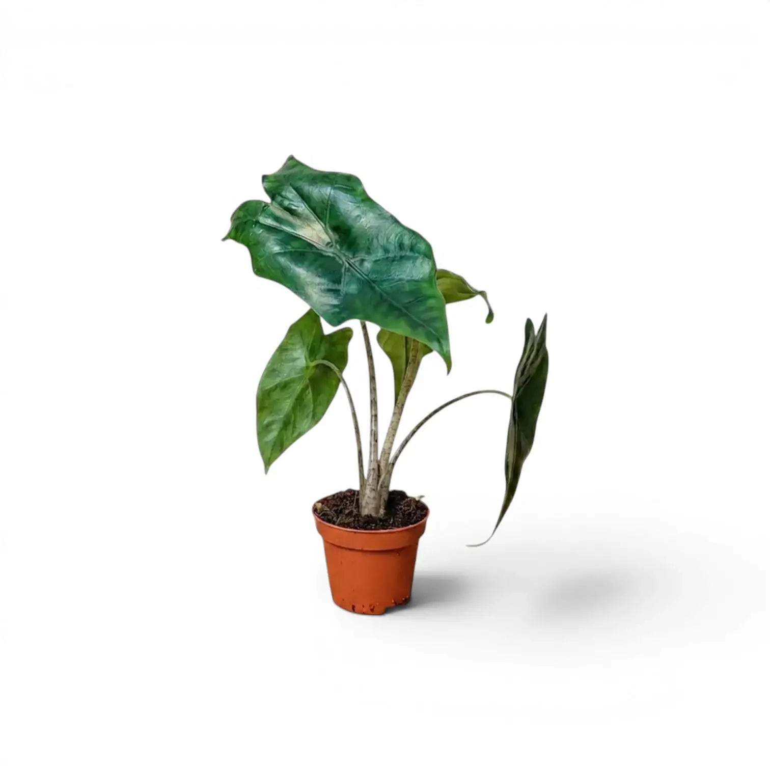 Jungpflanze von Alocasia nycteris Batwing mit tief gelappten Blättern im Anzuchttopf vor weißem Hintergrund