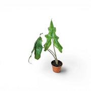 Jungpflanze von Alocasia nycteris Batwing mit tief gelappten Blättern im Anzuchttopf vor weißem Hintergrund
