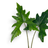 Nahaufnahme eines tief gelappten Blatts von Alocasia nycteris Batwing vor weißem Hintergrund