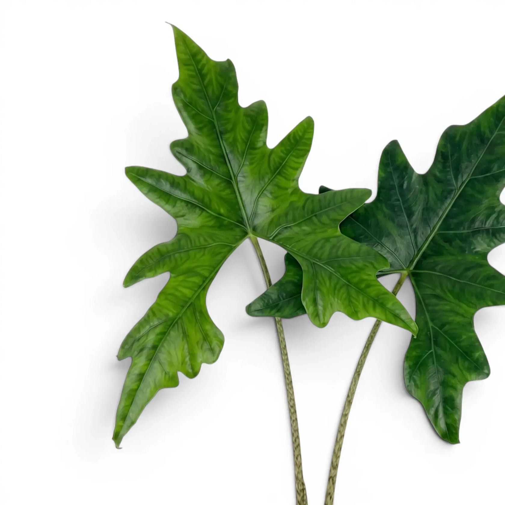 Nahaufnahme eines tief gelappten Blatts von Alocasia nycteris Batwing vor weißem Hintergrund