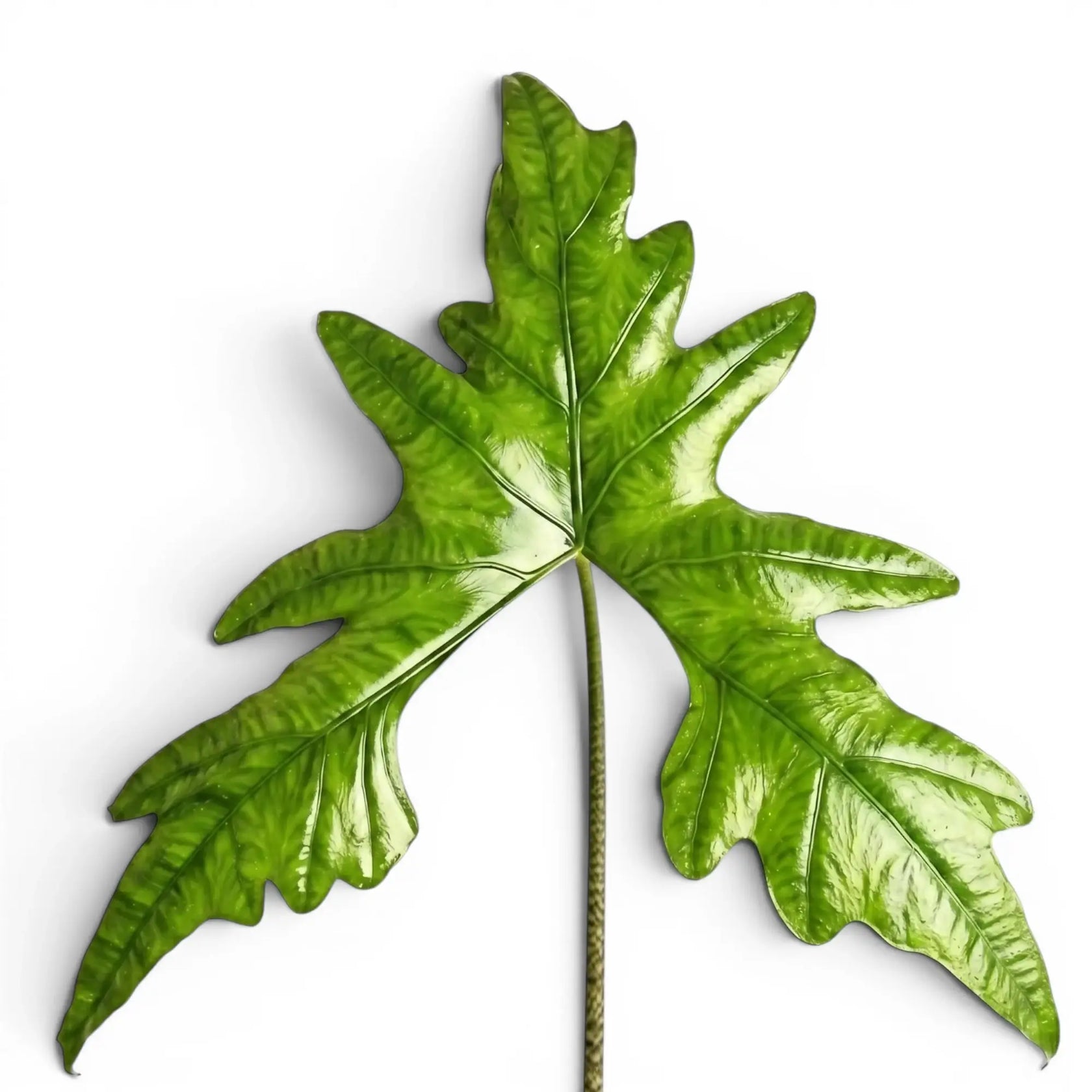 Nahaufnahme eines tief gelappten Blatts von Alocasia nycteris Batwing vor weißem Hintergrund