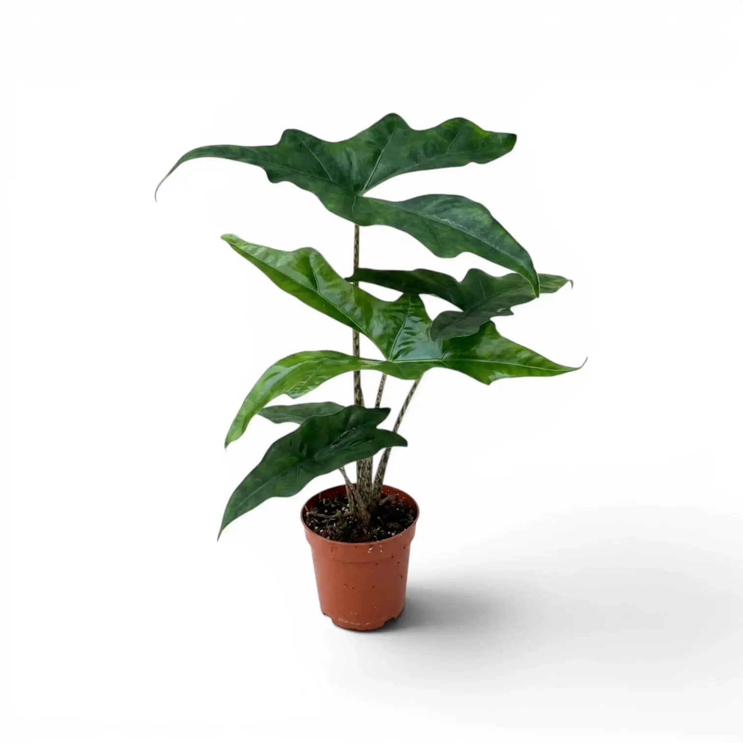 Mittelgroße Alocasia nycteris Batwing mit tief gelappten Blättern im Anzuchttopf vor weißem Hintergrund