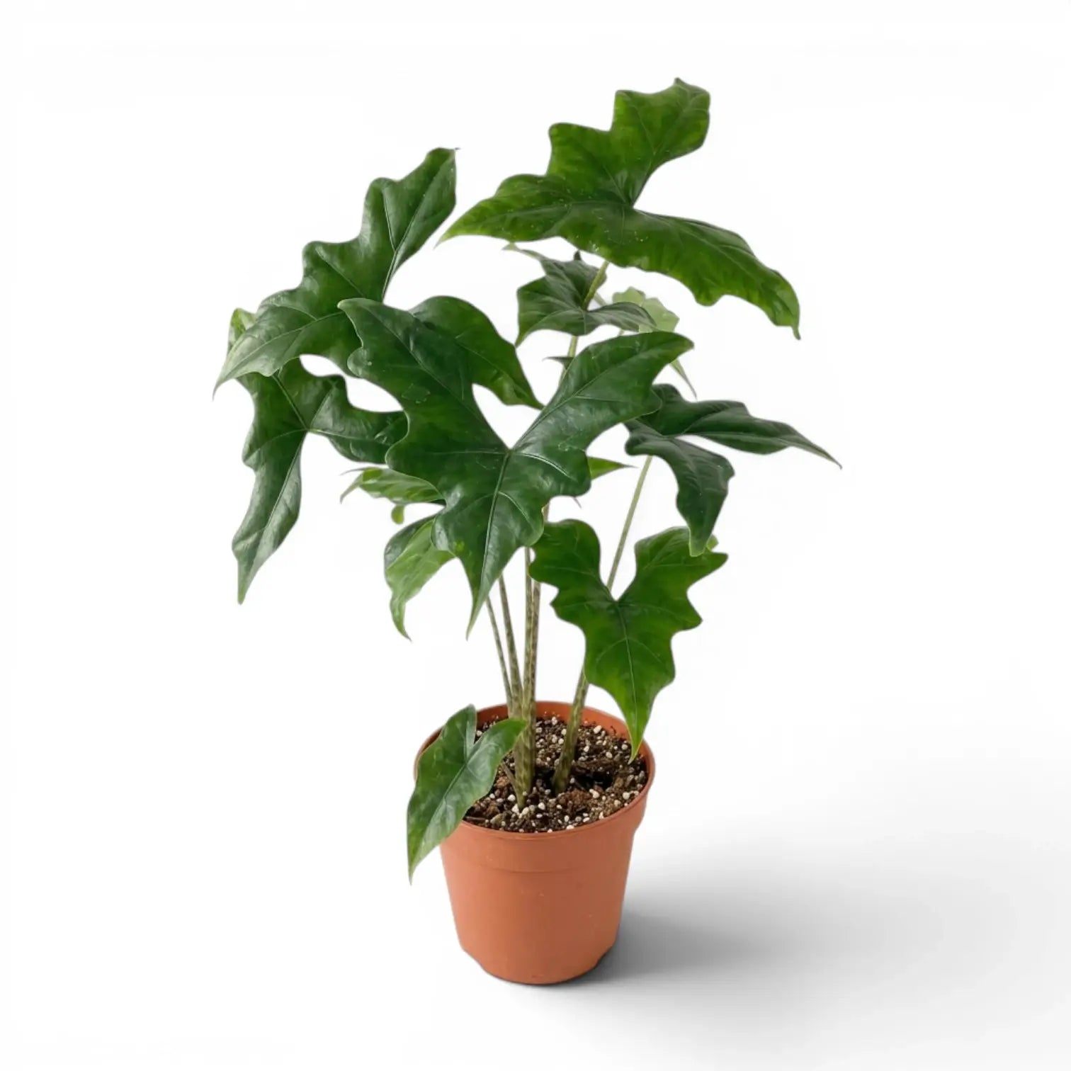Mittelgroße Alocasia nycteris Batwing mit tief gelappten Blättern im Anzuchttopf vor weißem Hintergrund