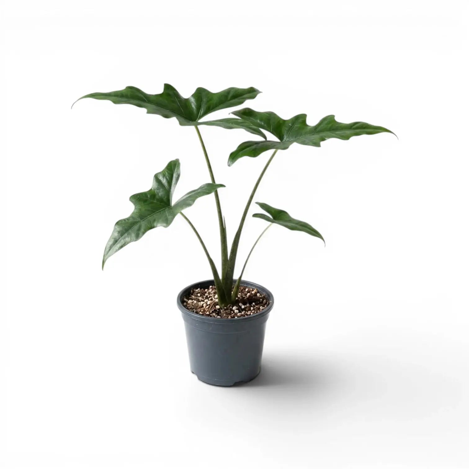 Mittelgroße Alocasia nycteris Batwing mit tief gelappten Blättern im Anzuchttopf vor weißem Hintergrund