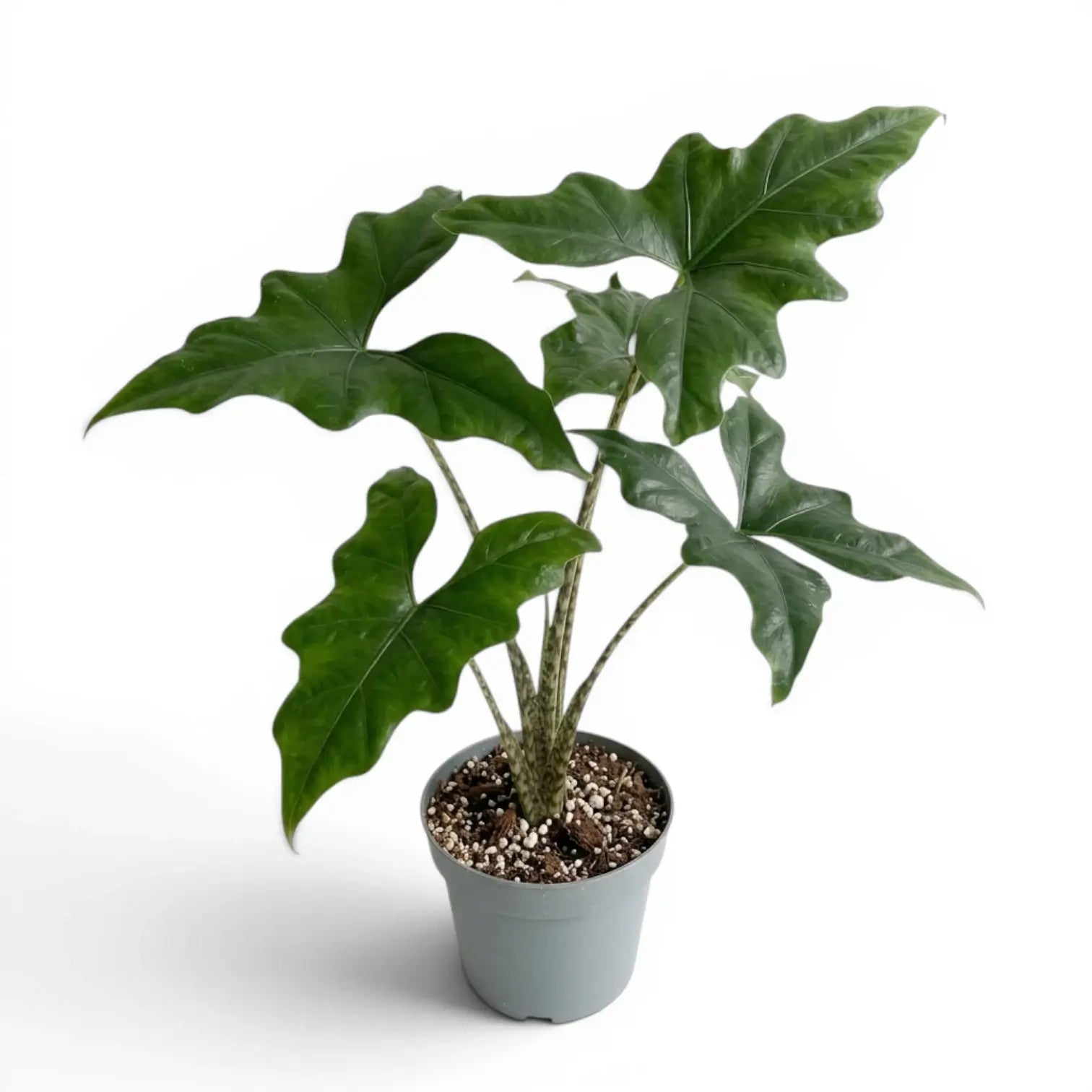 Mittelgroße Alocasia nycteris Batwing mit tief gelappten Blättern im Anzuchttopf vor weißem Hintergrund