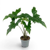 Mittelgroße Alocasia nycteris Batwing mit tief gelappten Blättern im Anzuchttopf vor weißem Hintergrund