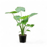 Alocasia odora 'California' potted plant in nursery pot on white background.