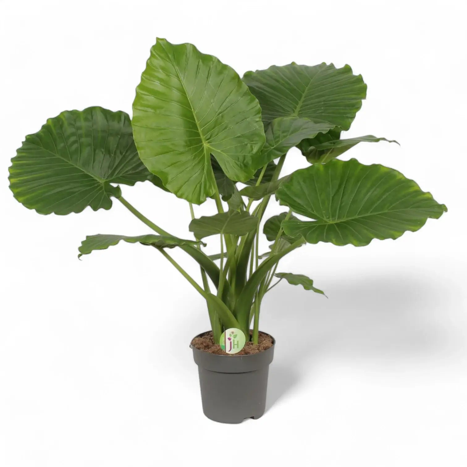 Alocasia odora 'California' potted plant in nursery pot on white background.
