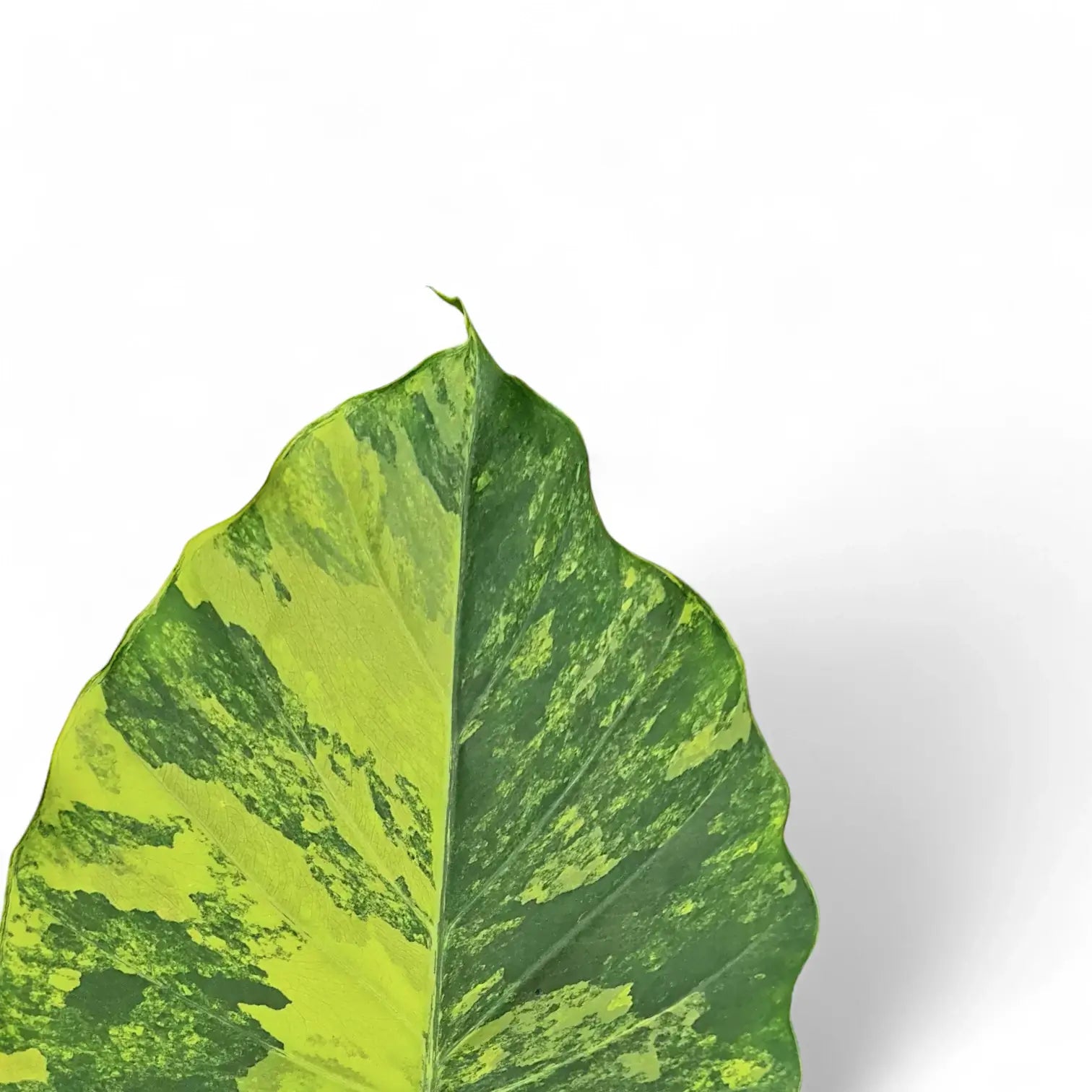 Alocasia odora 'California Variegata Aurea' leaf detail on white background.