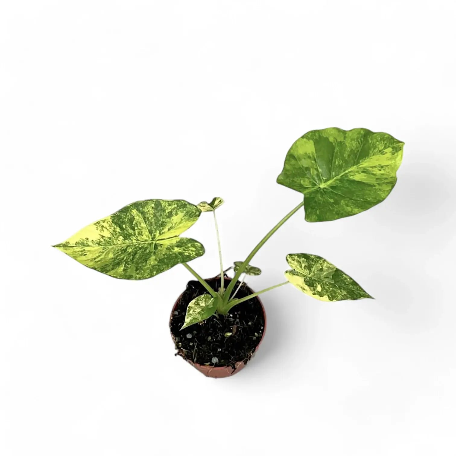 Alocasia odora 'California Variegata Aurea' Zimmerpflanze im Anzuchttopf vor weißem Hintergrund, Produktfoto 2.