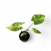 Alocasia odora 'California Variegata Aurea' potted plant in nursery pot on white background.