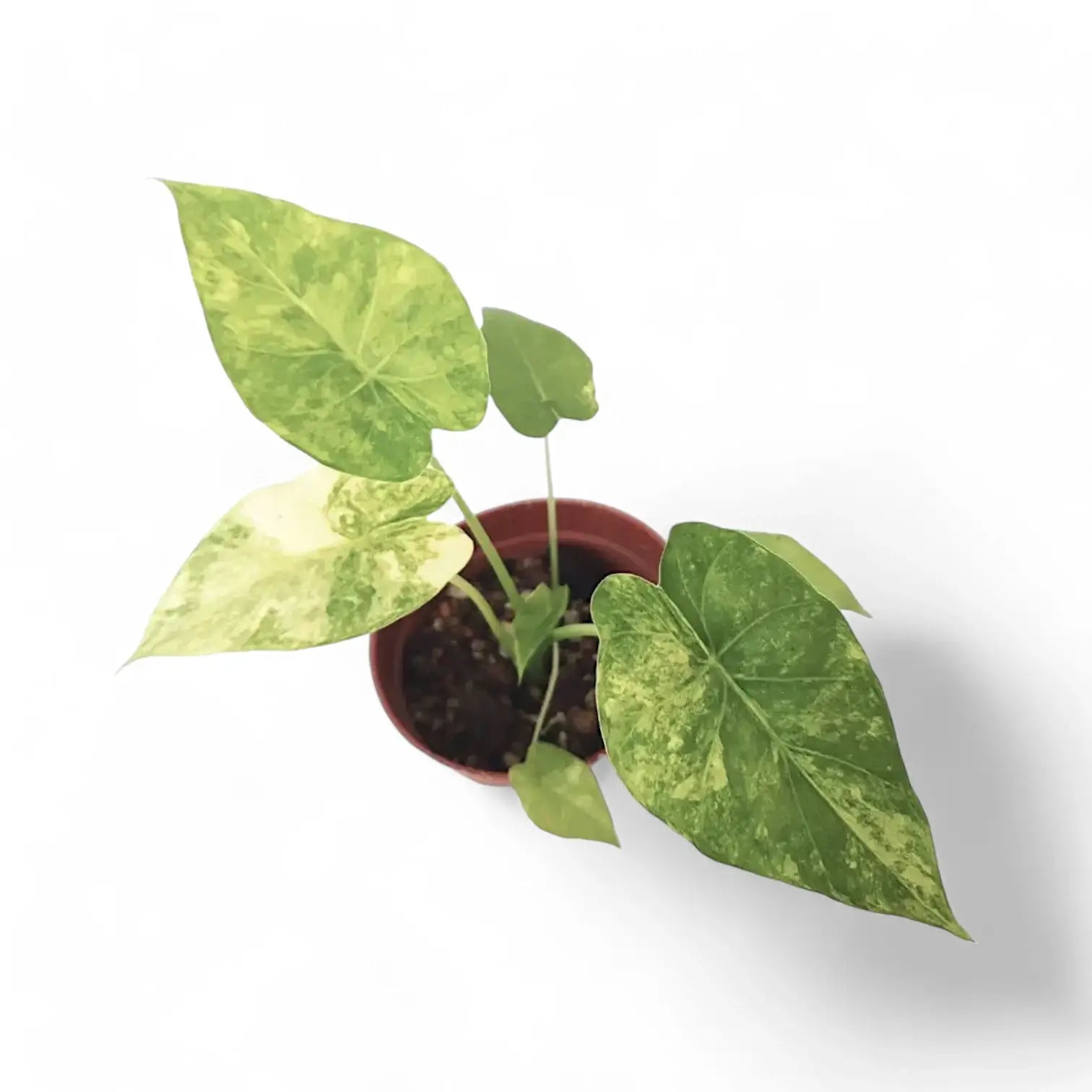 Alocasia odora 'California Variegata Aurea' potted plant in nursery pot on white background.