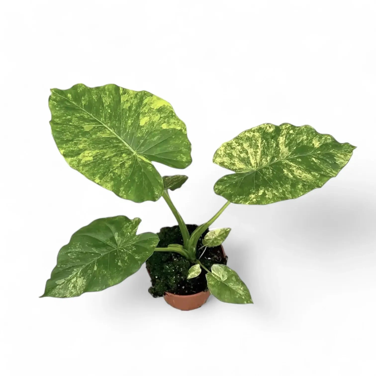 Alocasia odora 'California Variegata Aurea' potted plant in nursery pot on white background.