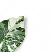 Alocasia odora ‘California Variegata’ variegata close-up of leaf on white background.