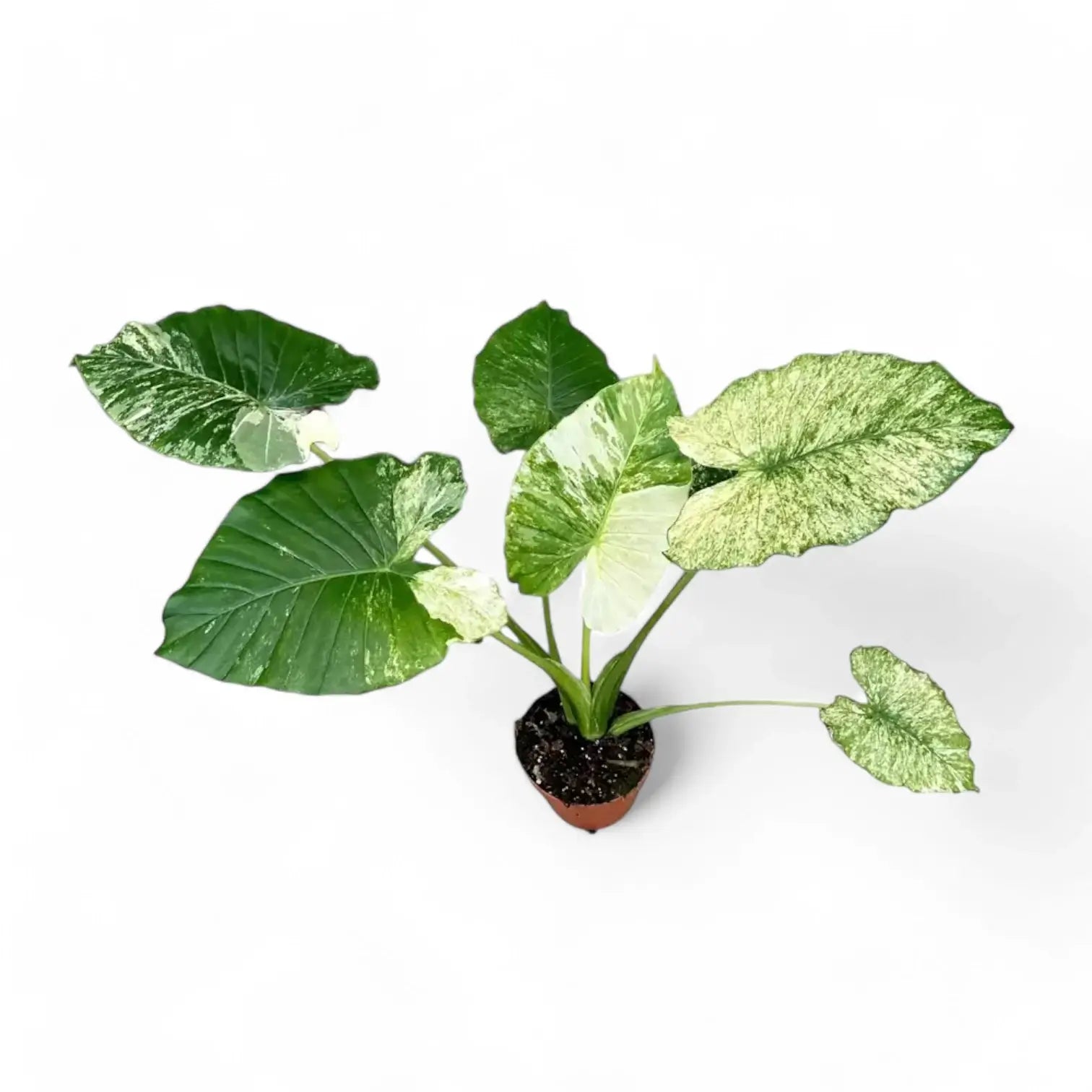 Alocasia odora ‘California Variegata’ variegata potted plant in nursery pot on white background.