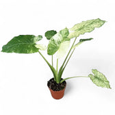 Alocasia odora ‘California Variegata’ variegata potted plant in nursery pot on white background.