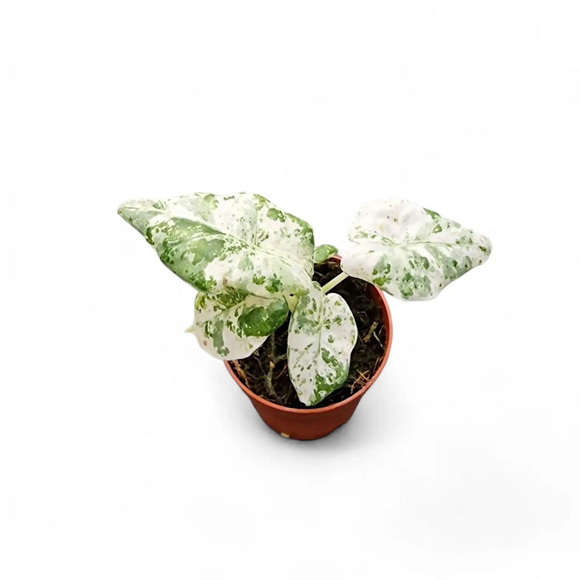 Alocasia odora variegata 'Batik' potted plant in nursery pot on white background.