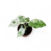 Alocasia odora variegata 'Batik' potted plant in nursery pot on white background.