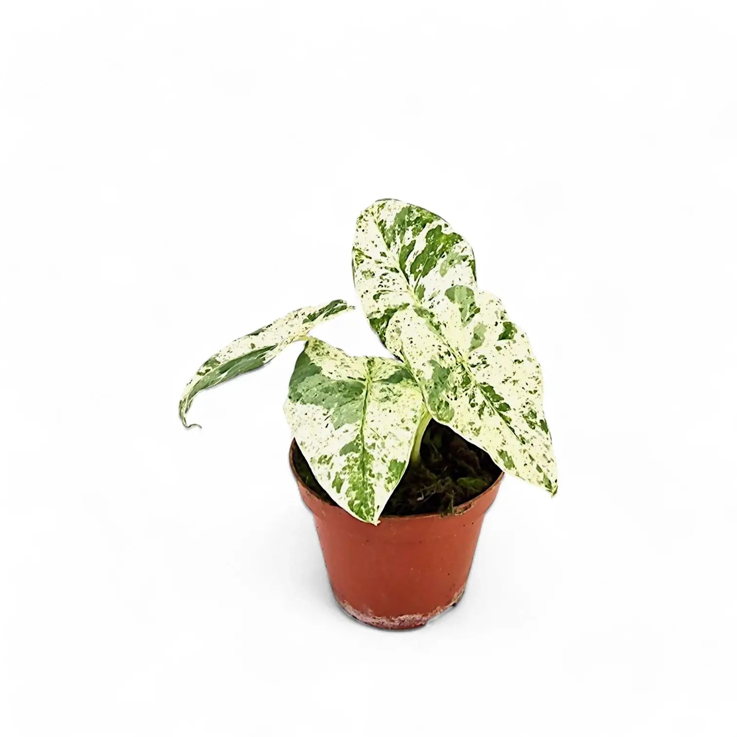 Alocasia odora variegata 'Batik' potted plant in nursery pot on white background.