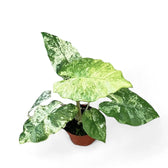 Alocasia odora variegata 'Batik' potted plant in nursery pot on white background.