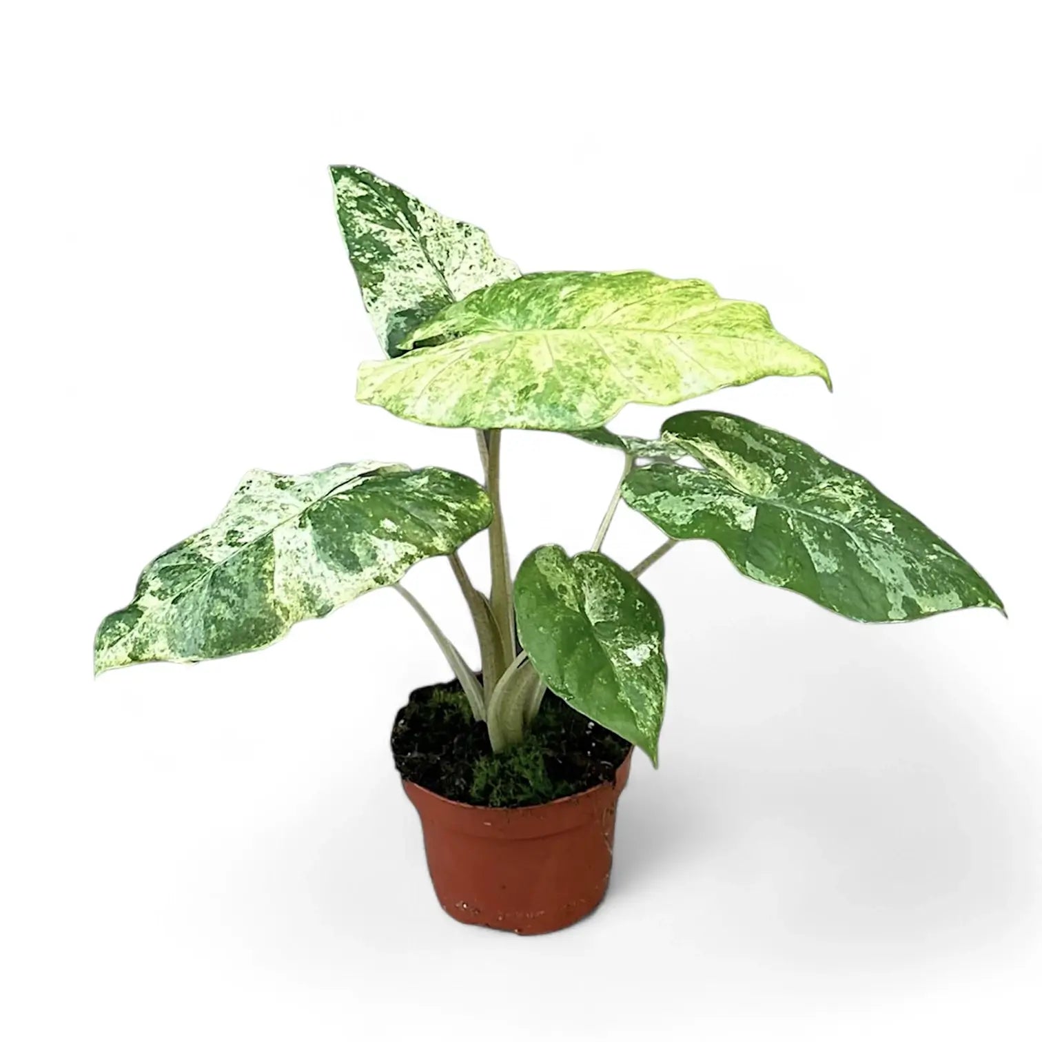 Alocasia odora variegata 'Batik' potted plant in nursery pot on white background.