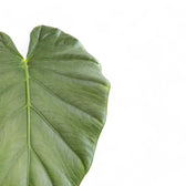 Alocasia 'Opal beauty' leaf detail on white background.