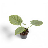 Alocasia 'Opal beauty' potted plant in nursery pot on white background.