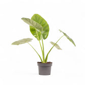 Alocasia 'Opal beauty' potted plant in nursery pot on white background.