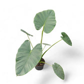 Alocasia 'Opal beauty' potted plant in nursery pot on white background.