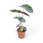 Alocasia 'Pink Dragon' ('Aurora') potted plant in nursery pot on white background.