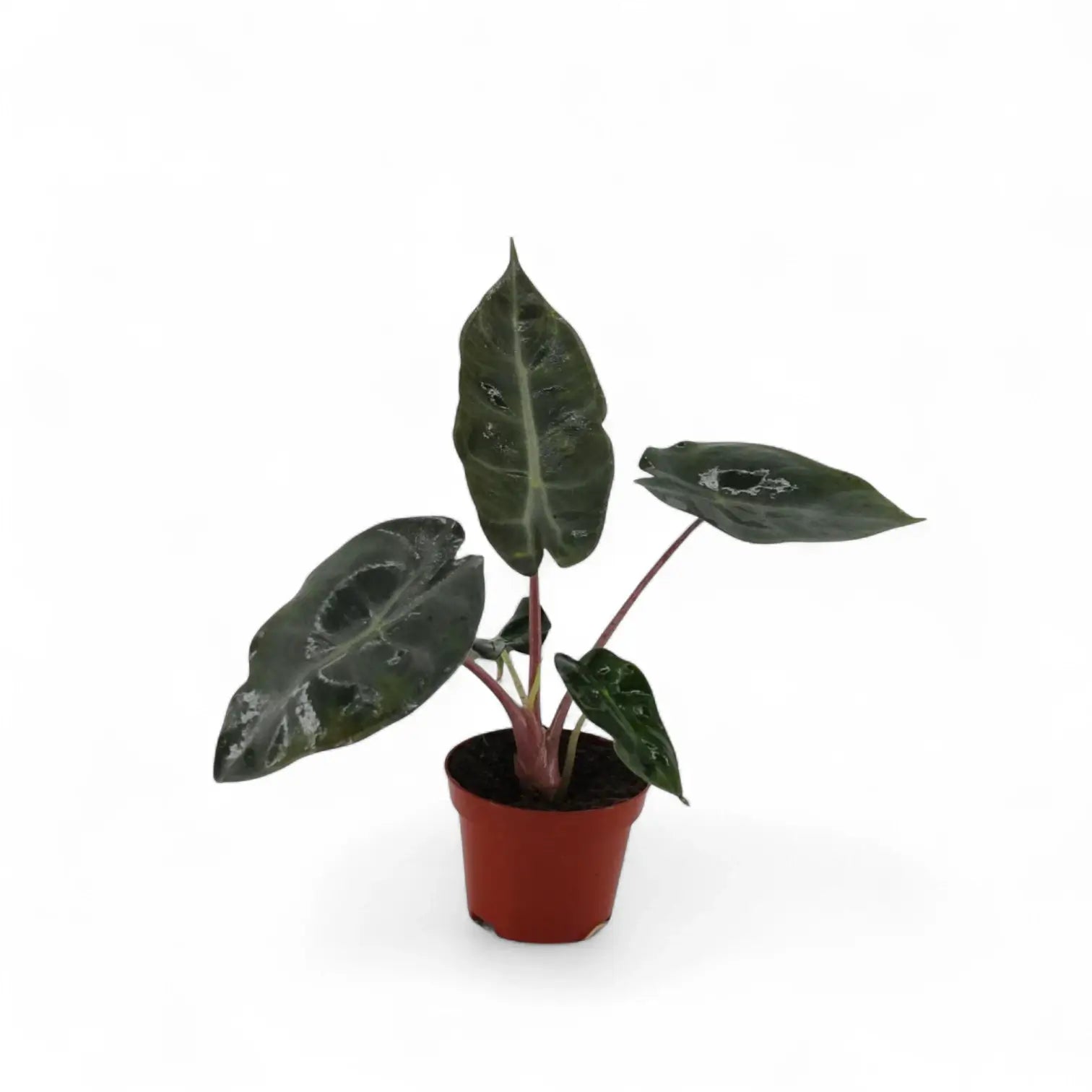 Alocasia 'Pink Dragon' ('Aurora') potted plant in nursery pot on white background.
