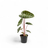 Alocasia 'Pink Dragon' ('Aurora') potted plant in nursery pot on white background.
